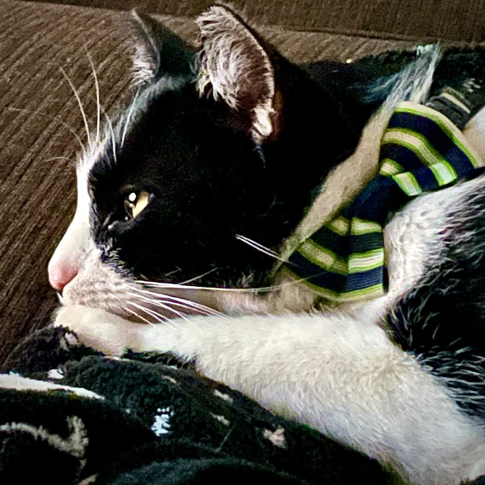 Meet Munin Olenna, AKA Moo-Kitty AKA (Beach) Bum